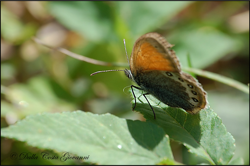 Coenonympha gardetta - Piccole Dolomiti